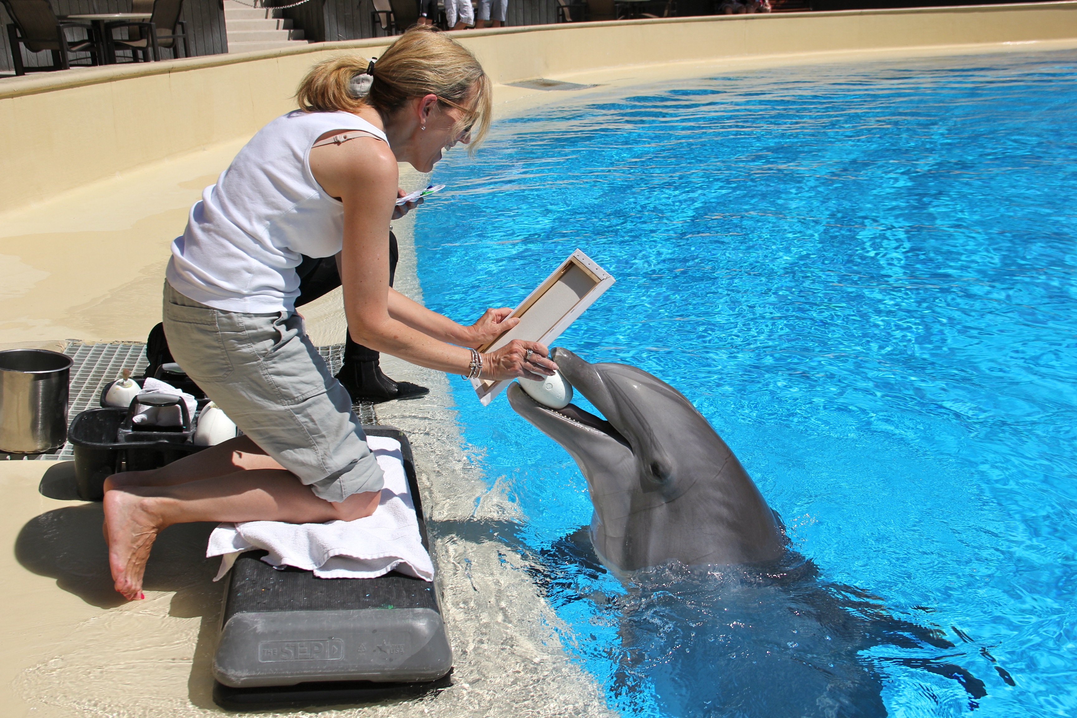 Create a Beautiful Painting with a Dolphin at The Mirage in Las Vegas