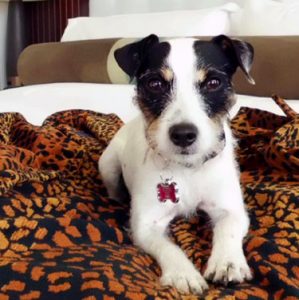 Posh Parker is Director of Pet Relations at Hotel Palomar San Diego. She spends her time greeting guests, lounging by the pool and hanging at the dog spa. A dog’s life, indeed. 